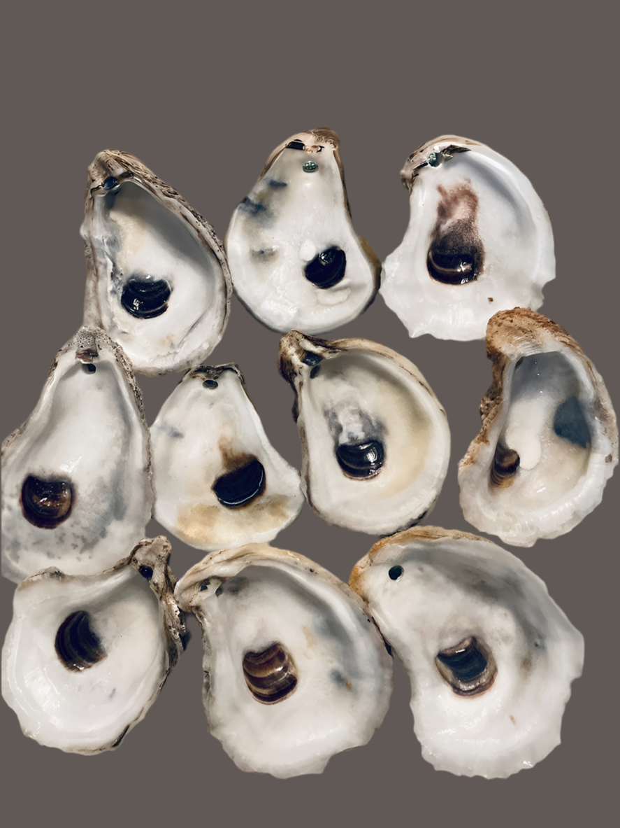 10 clean pre drilled shells