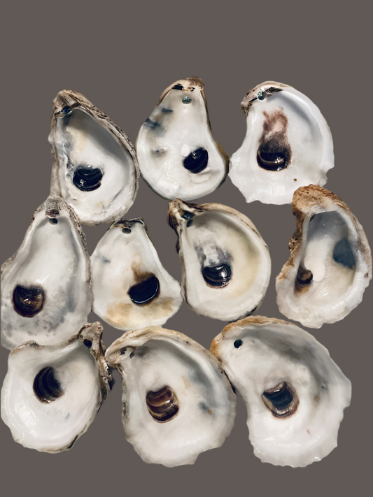 10 clean pre drilled shells