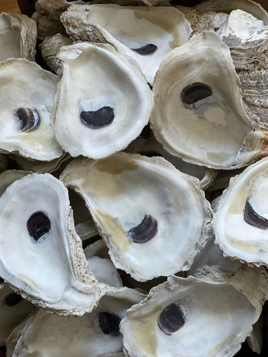 10 piece non-drilled oyster shells